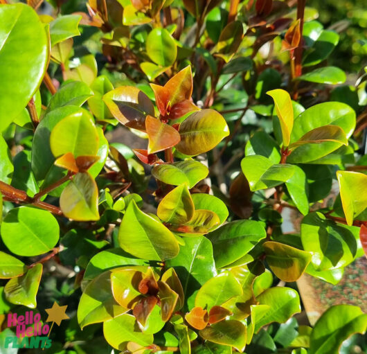Syzygium 'Cherry Bomb' Lilly Pilly Standard 10" Pot