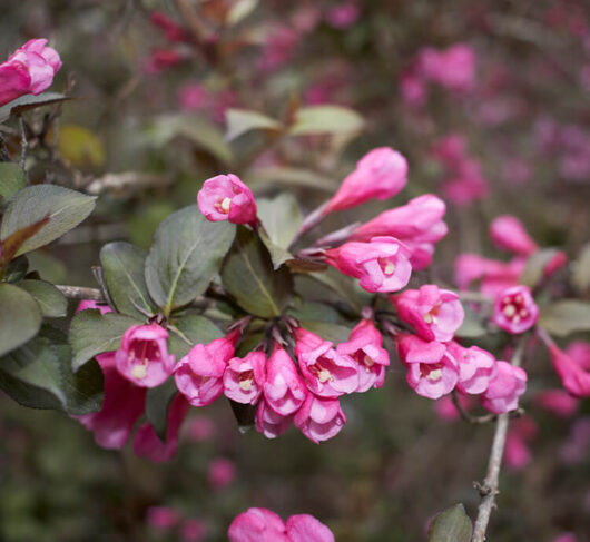 Weigela 'Foliis Purpureis' 6" Pot