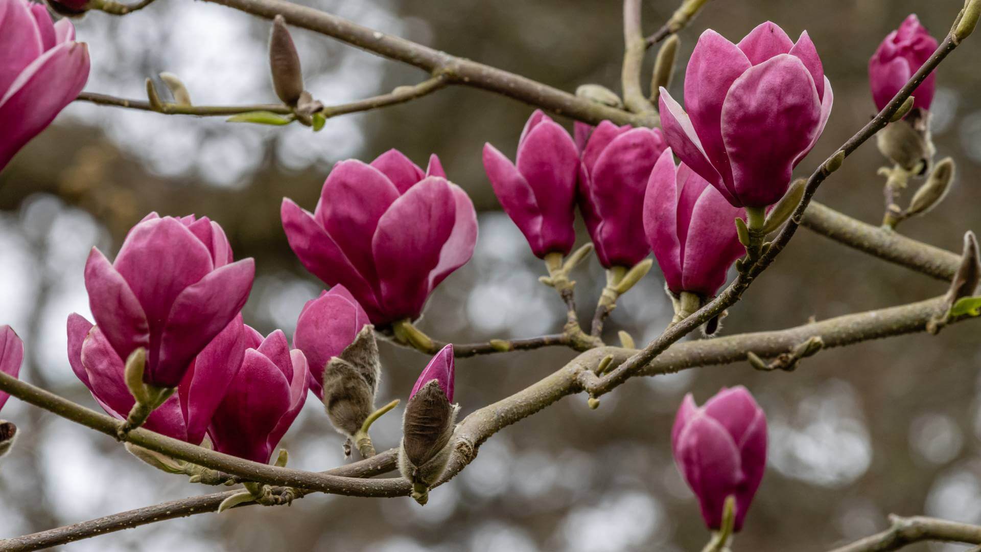 purple magnolia tree