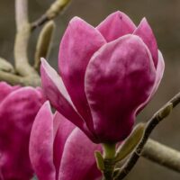 Hello Hello Plants Nursery Campbellfield Melbourne Victoria Australia magnolia soulangeana purple flower