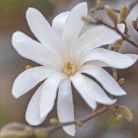 Hello Hello Plants Nursery Campbellfield Melbourne Victoria Australia magnolia soulangeana stellata star magnolia flower