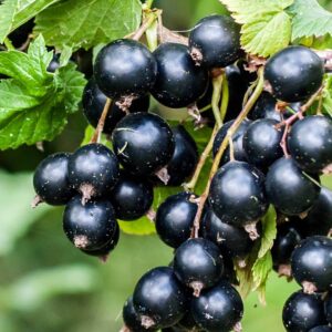 Hello Hello Plants Nursery Campbellfield Melbourne Victoria Australia ribes black currant fruit