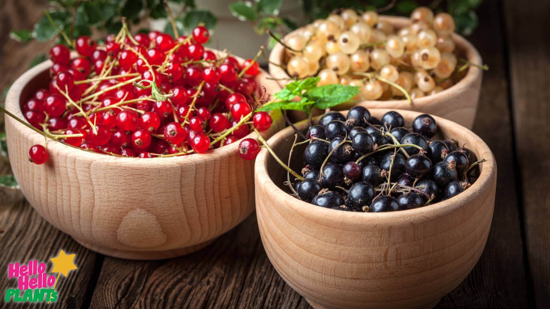 Ribes - Currants - Hello Hello Plants & Garden Supplies