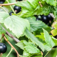 Hello Hello Plants Nursery Campbellfield Melbourne Victoria Australia ribes leaves and black fruit