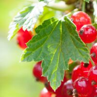 Hello Hello Plants Nursery Campbellfield Melbourne Victoria Australia ribes leaves and red fruit