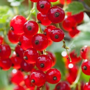 Hello Hello Plants Nursery Campbellfield Melbourne Victoria Australia ribes red currant fruit