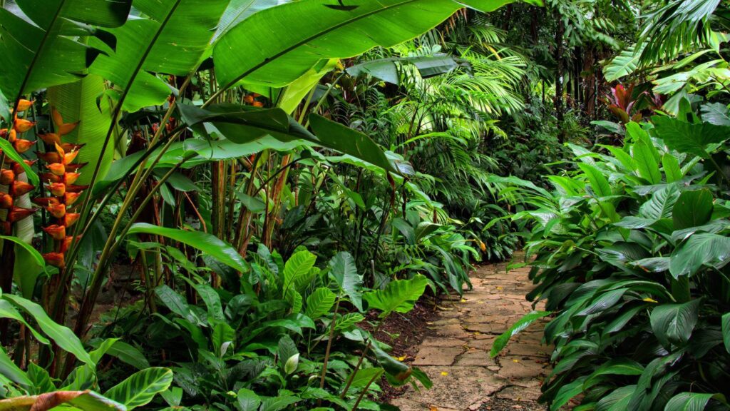 Hello Hello Plants Nursery Campbellfield Melbourne Victoria Australia tropical garden bird of paradise calathea