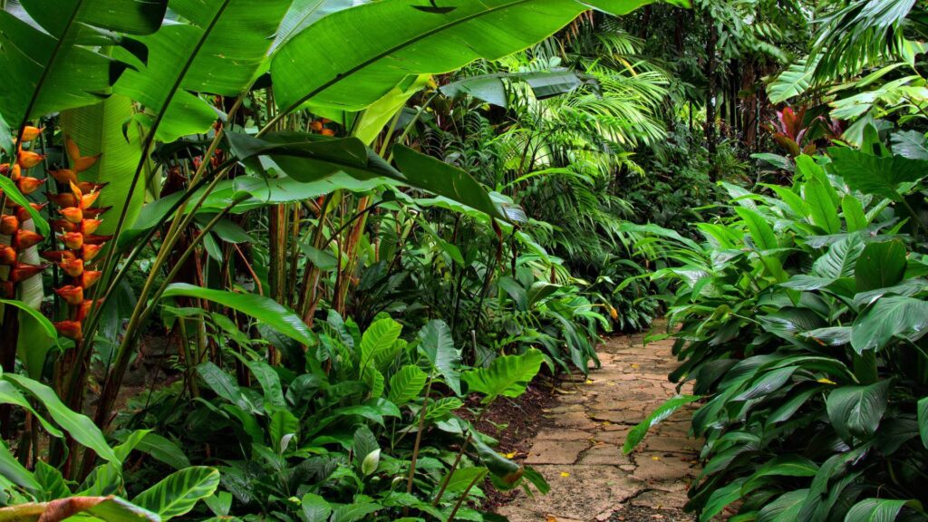 Hello Hello Plants Nursery Campbellfield Melbourne Victoria Australia tropical garden bird of paradise calathea