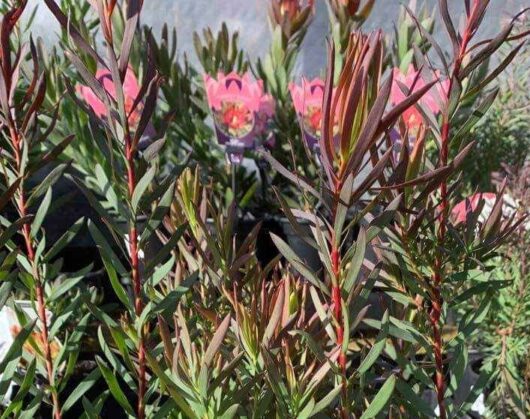 Leucadendron 'Gypsy™ Red' 6" Pot