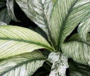 SPATHIPHYLLUM WALLISII SENSATION VARIEGATA PEACE LILY FOLIAGE