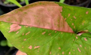 Syngonium Pink Splash Foliage