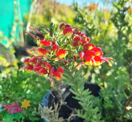 Grevillea 'Fireworks™'