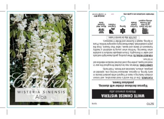 Wisteria 'Chinese White'