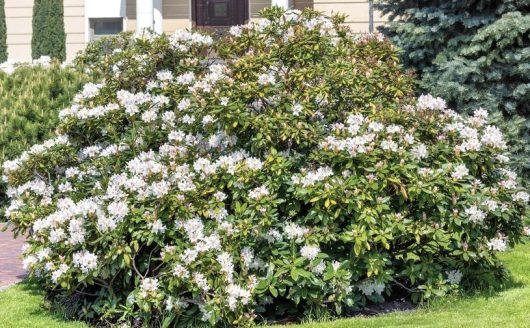 azalea magnifica alba shrub white azalea bush advanced with green foliage