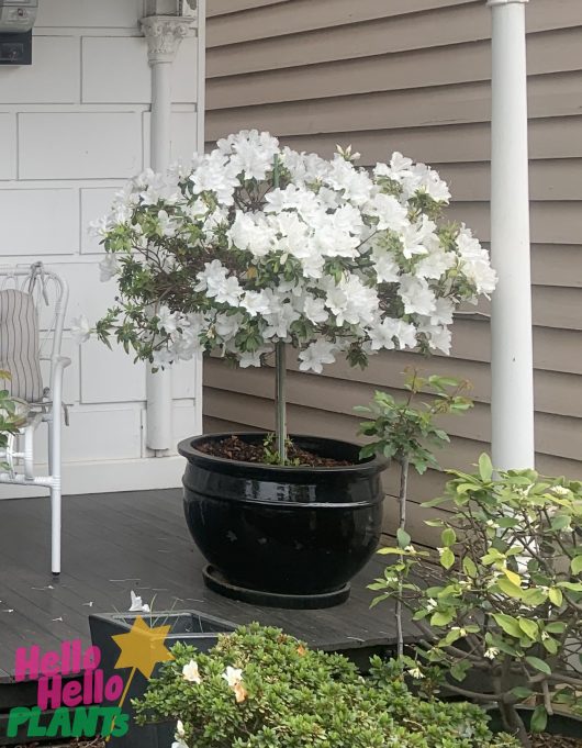 A white Azalea 'Alba Magnifica' Standard Pot on the porch of a house decking