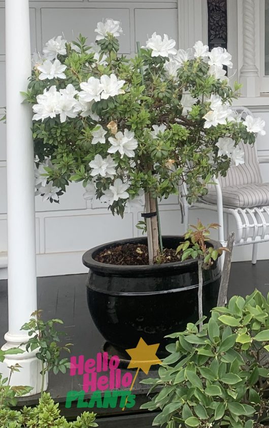 A white Azalea 'Alba Magnifica' Standard Pot on a porch.