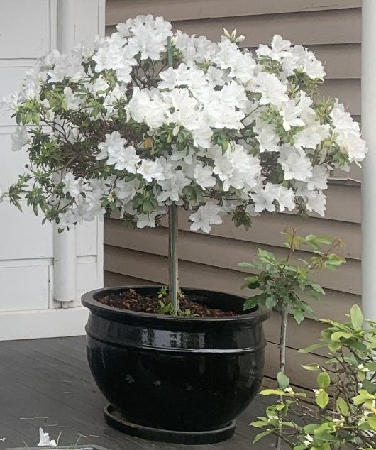 Standard form Azalea alba magnifica lollipop shape standard azalea flowering white in black ceramic pot as feature on a deck