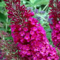 Close-up of vibrant magenta Buddleja 'CranRazz™' flowers in a 6" pot, with lush green leaves visible in the background.