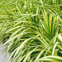 A close-up of a dense row of Festuca 'Beyond Blue' plants, featuring long and slender leaves, captures the rich texture similar to that of Fescue Grass.