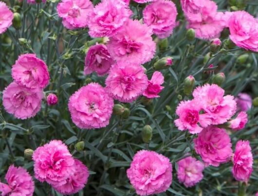 Dianthus 'Candy Floss Mauve' 6" Pot