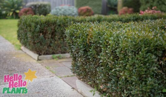 Hello Hello Plants Nursery Campbellfield Melbourne Victoria Australia Buxus sempervirens English Box Hedge