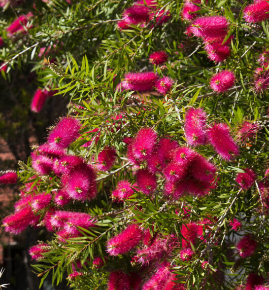 Callistemon 'Carnival Cerise Pink' 6" Pot