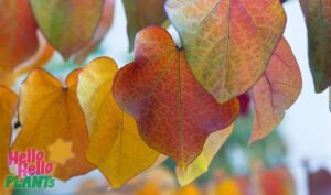 Hello Hello Plants Nursery Campbellfield Melbourne Victoria Australia Cercis leaves in autumn