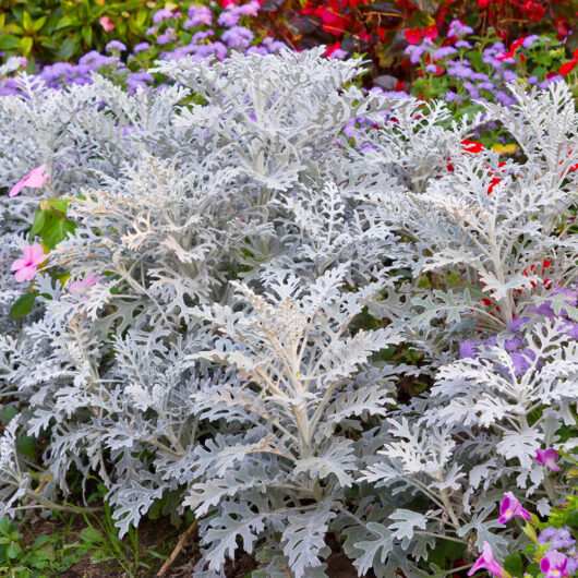 Hello Hello Plants Cineraria ‘Silver Dust’ foliage 2