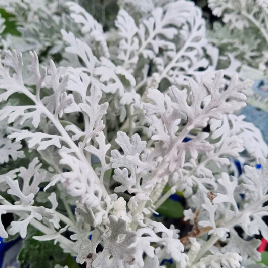 Hello Hello Plants Cineraria ‘Silver Dust’ foliage
