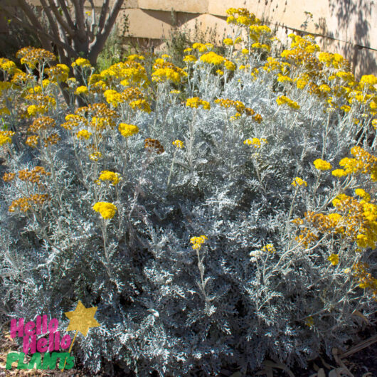 Cineraria 'Silver Dust' 3" Pot