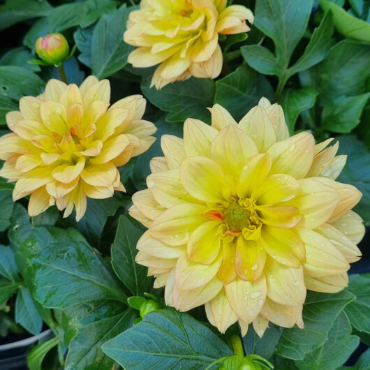 Dahlia Dalina® Grande 'Romero' 6" Pot