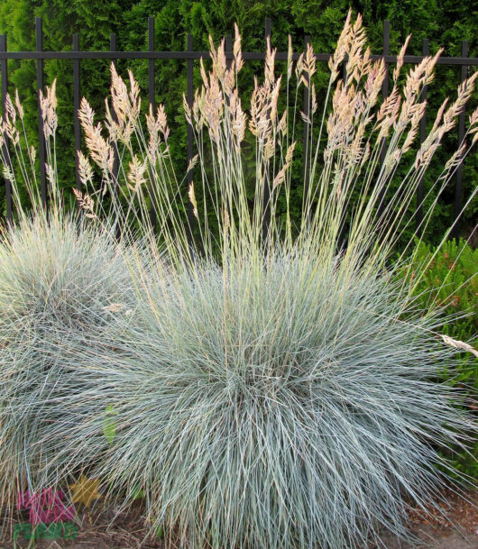 Hello-Hello-Plants-Fescue-Beyond-Blue