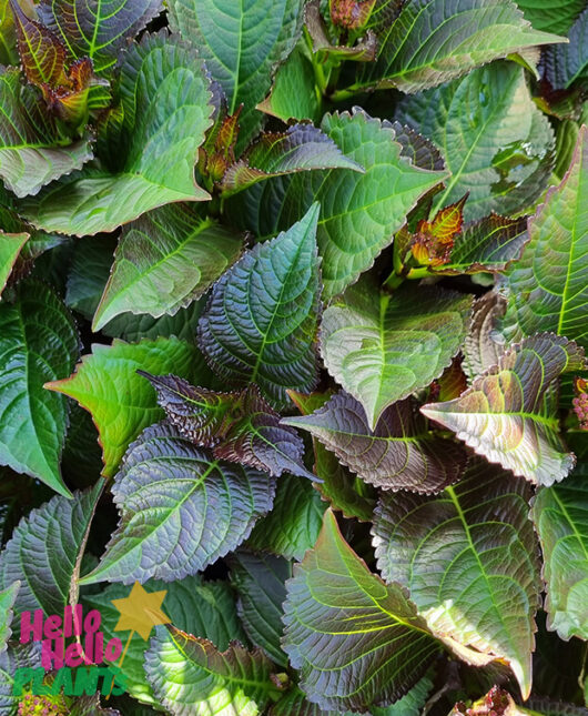 Hello Hello Plants Hydrangea macrophylla ‘Tuxedo® Red’ 8″ foliage