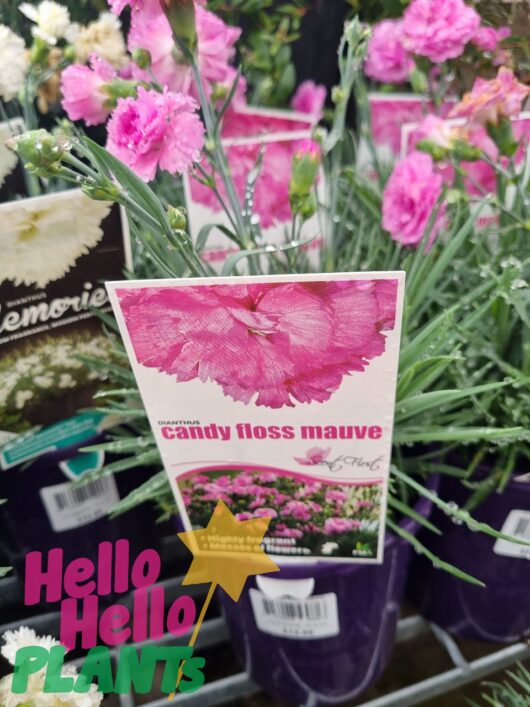 Dianthus 'Candy Floss Mauve' 6" Pot