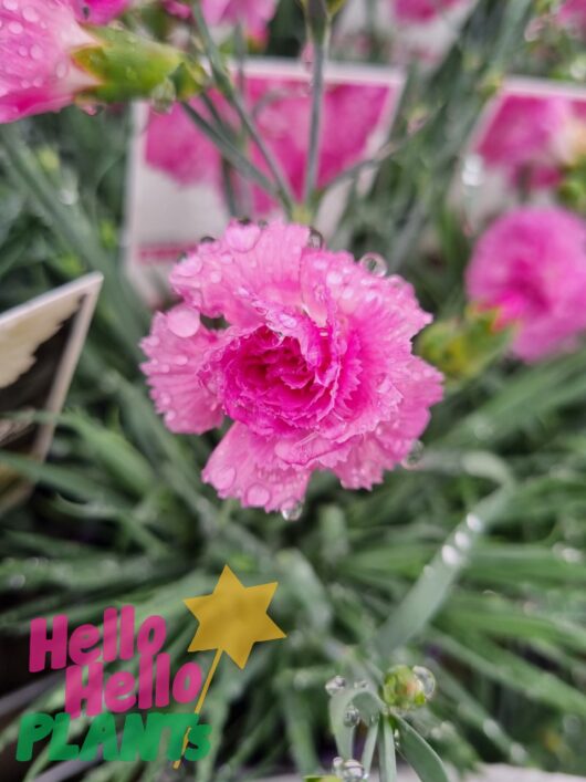Dianthus 'Candy Floss Mauve' 6" Pot