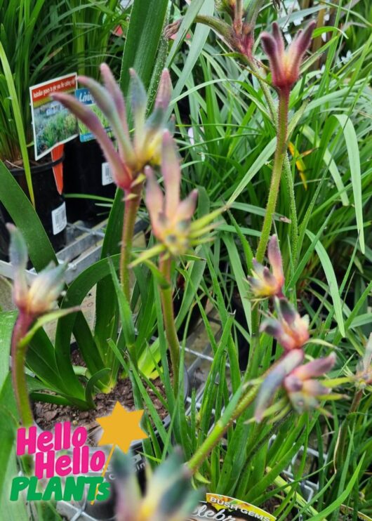 Anigozanthos 'Aussie Spirit' PBR Kangaroo Paw 6" Pot