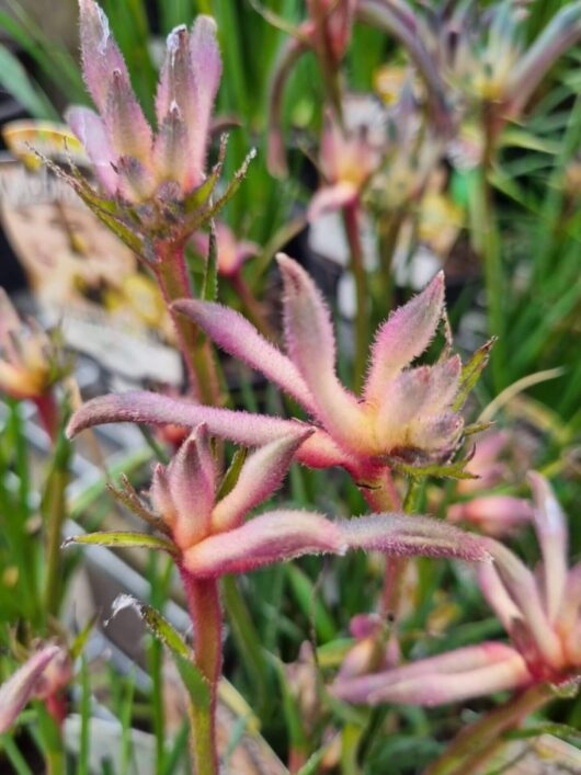 Anigozanthos 'Aussie Spirit' PBR Kangaroo Paw 6" Pot