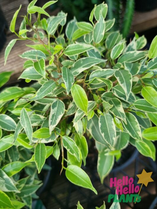 Ficus 'Weeping Fig' Variegated