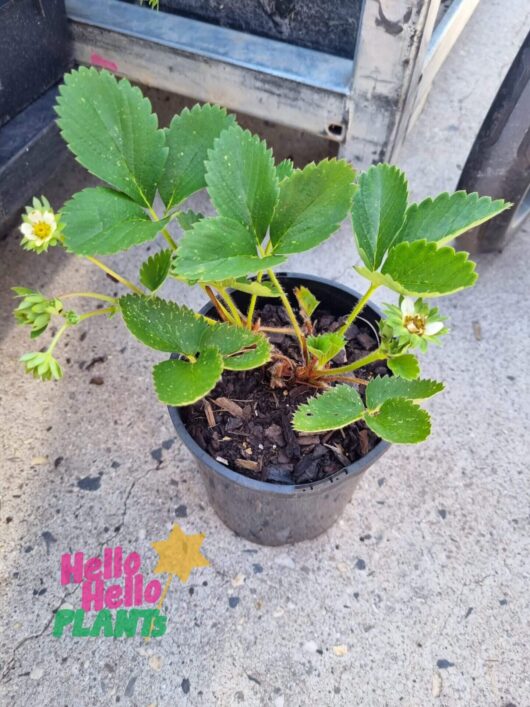 Fragaria 'Red Gauntlet' Strawberry 7" Pot