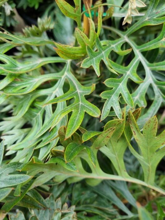 Grevillea 'Molly'