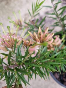 Grevillea 'Pink Lady' 6" Pot