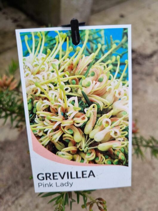 Grevillea 'Pink Lady' 6" Pot