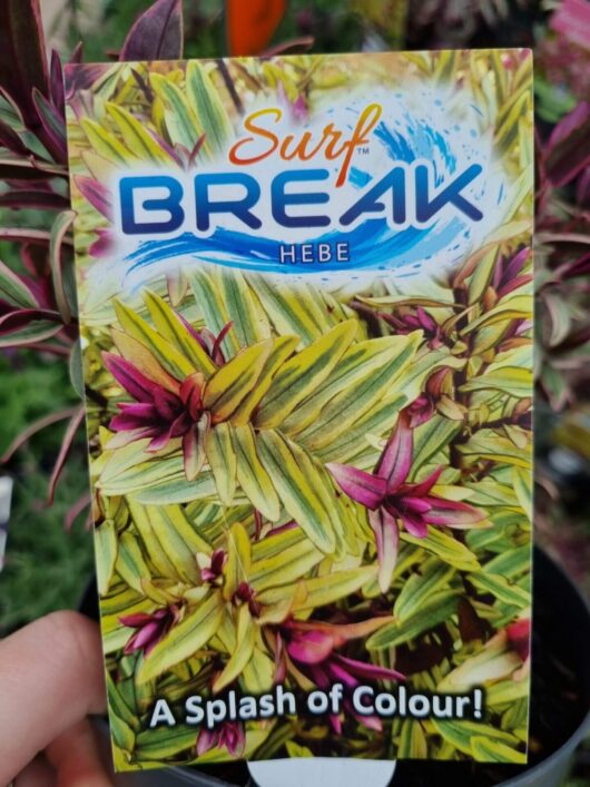 Hebe 'Surf Break™'