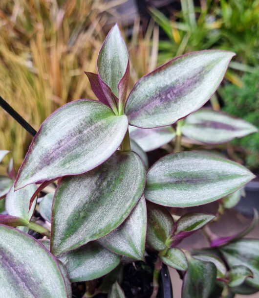 Tradescantia 'Zebrina Silver' Wandering Jew 5" Pot