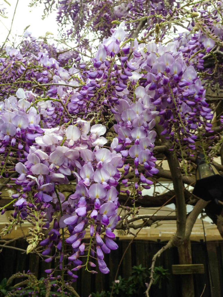 Hello Hello Plants Nursery Campbellfield Melbourne Victoria Australia Wisteria sinensis Chinese Wisteria flowers