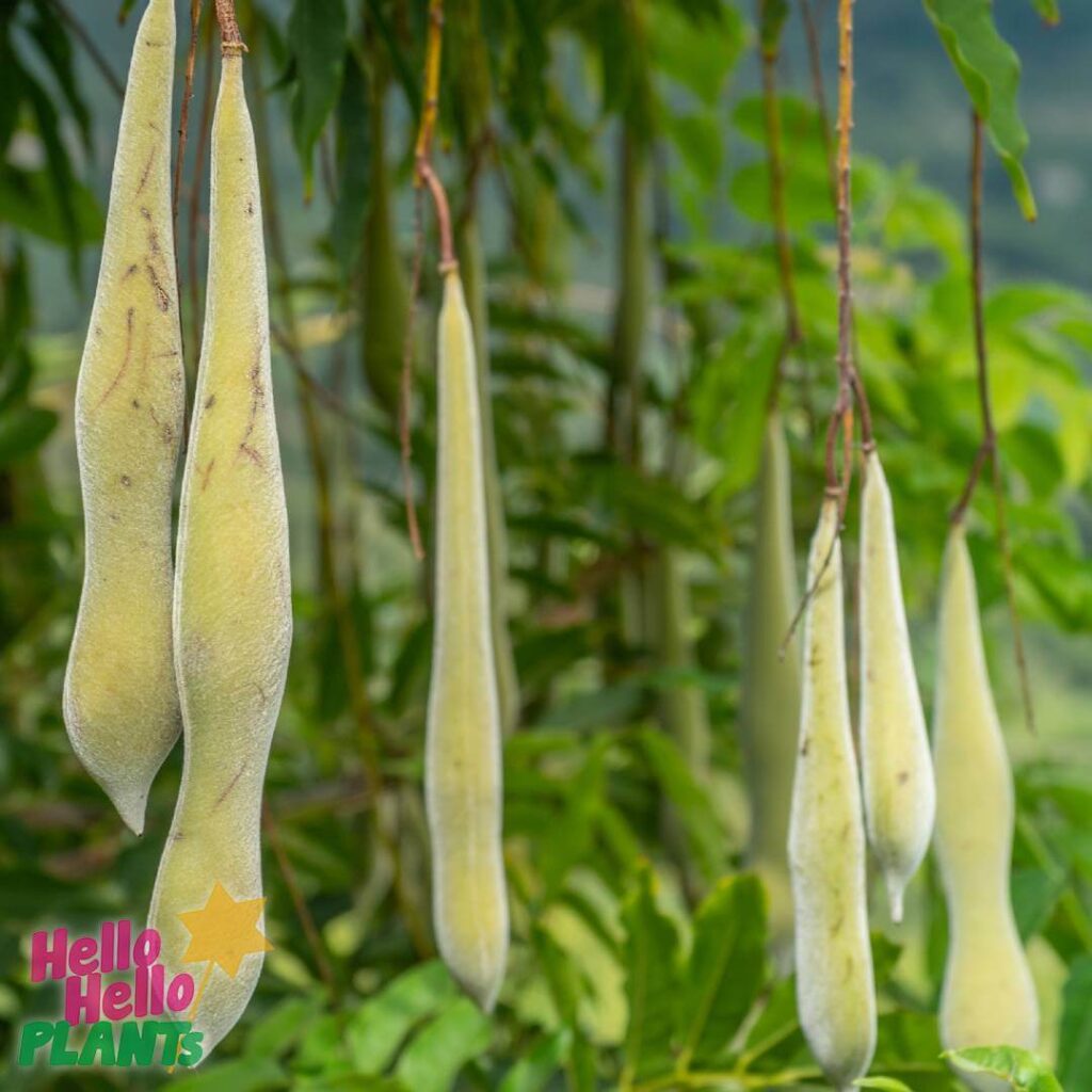 Hello Hello Plants Nursery Campbellfield Melbourne Victoria Australia Wisteria seed pods