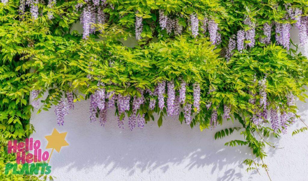 Hello Hello Plants Nursery Campbellfield Melbourne Victoria Australia Wisteria sinensis Chinese Wisteria on white wall with leaves