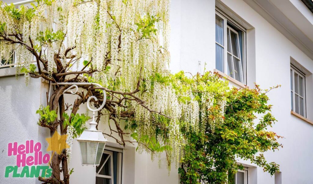 Hello Hello Plants Nursery Campbellfield Melbourne Victoria Australia Wistreria floribunda Japanese White Wisteria on house