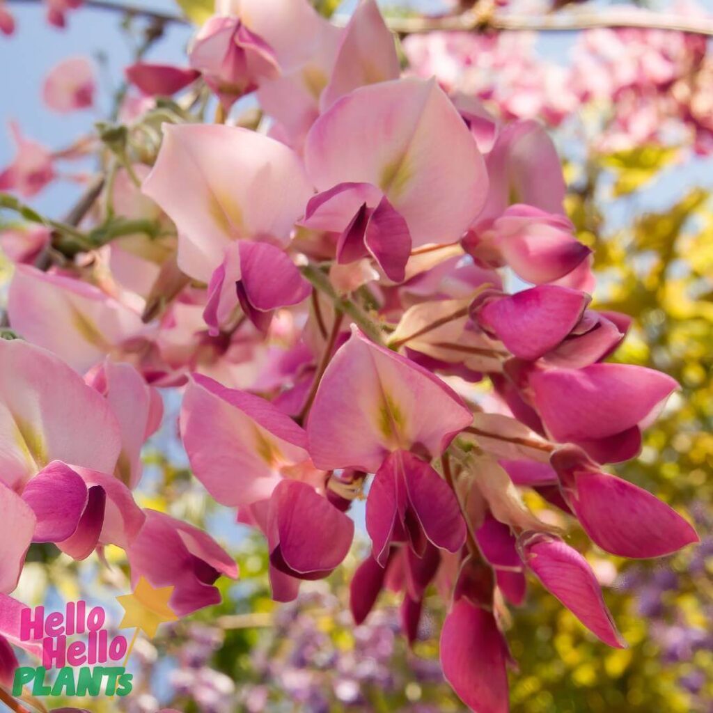 Hello Hello Plants Nursery Campbellfield Melbourne Victoria Australia Wistreria floribunda pink wisteria flower