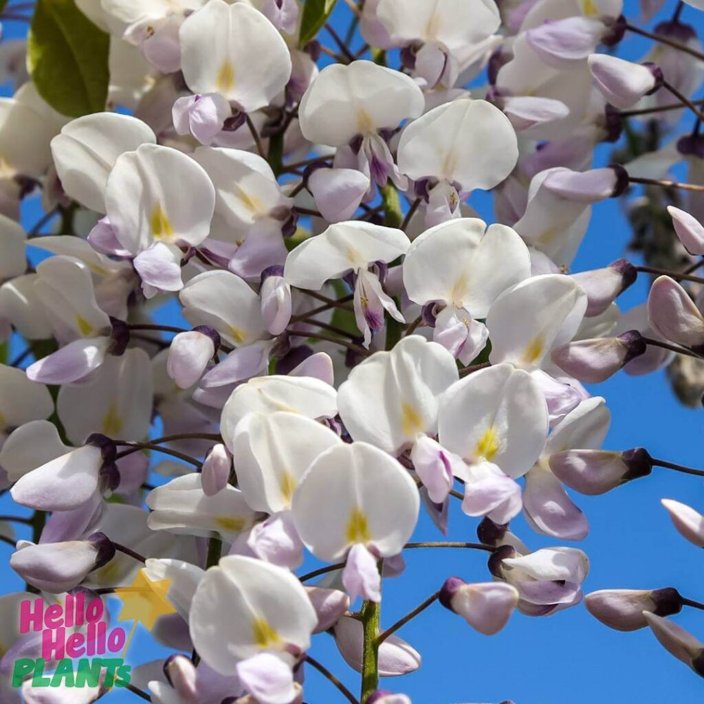 Hello Hello Plants Nursery Campbellfield Melbourne Victoria Australia Wistreria floribunda white wisteria flower